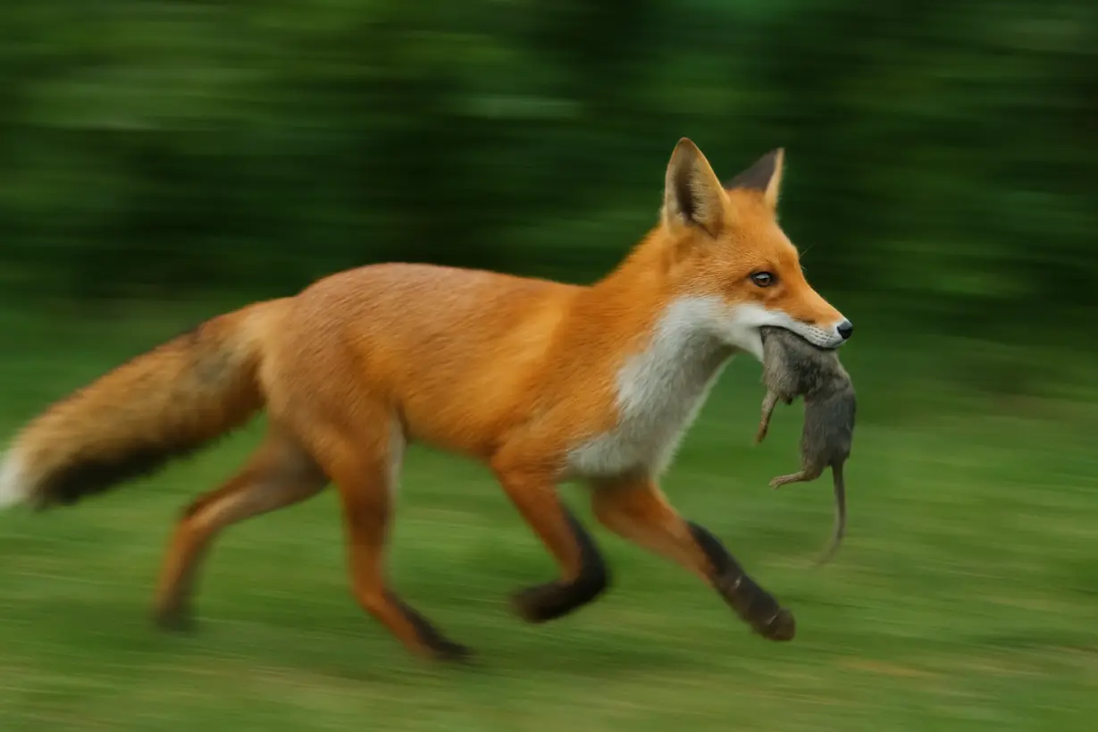 En räv med pfas